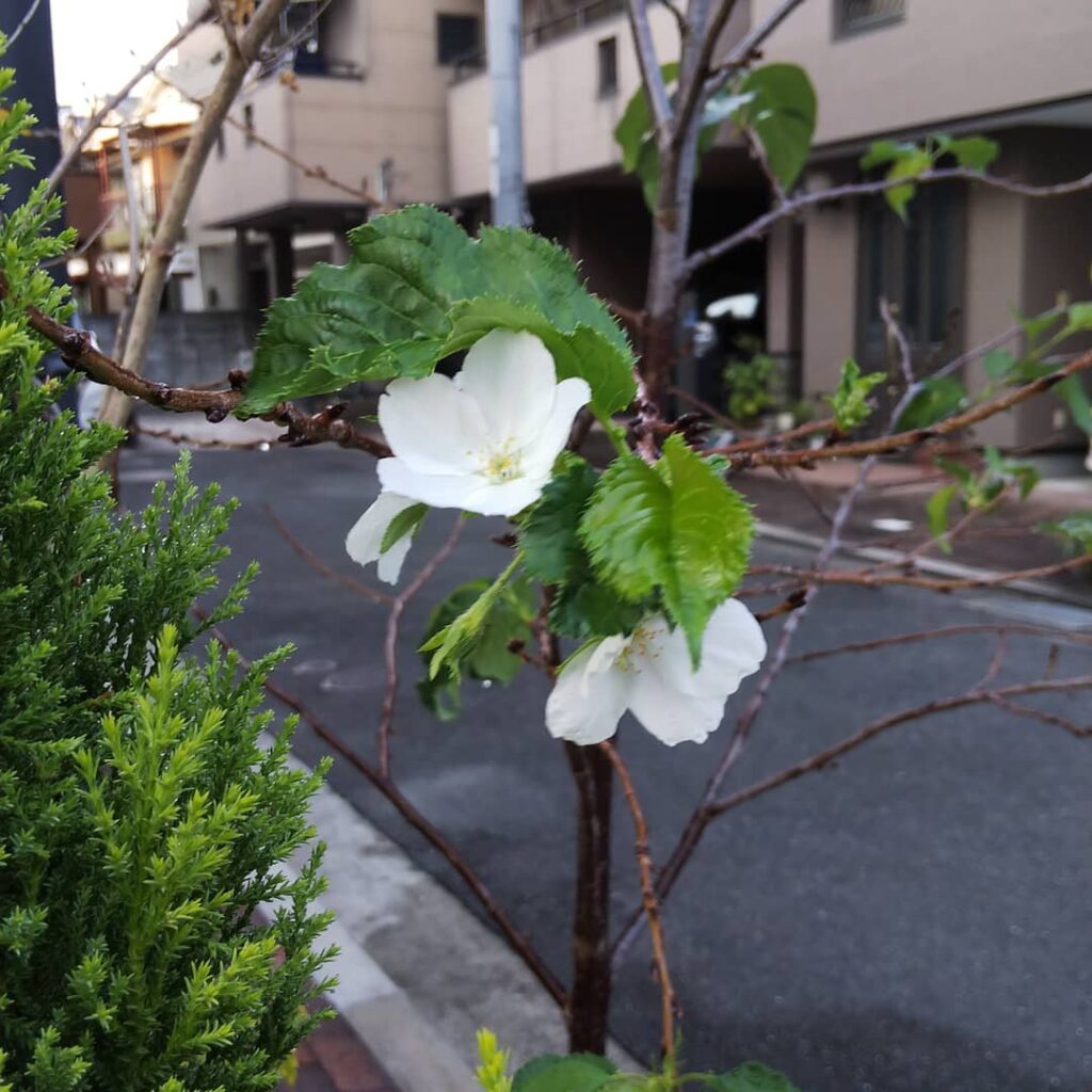 勘違いして？桜が咲きました